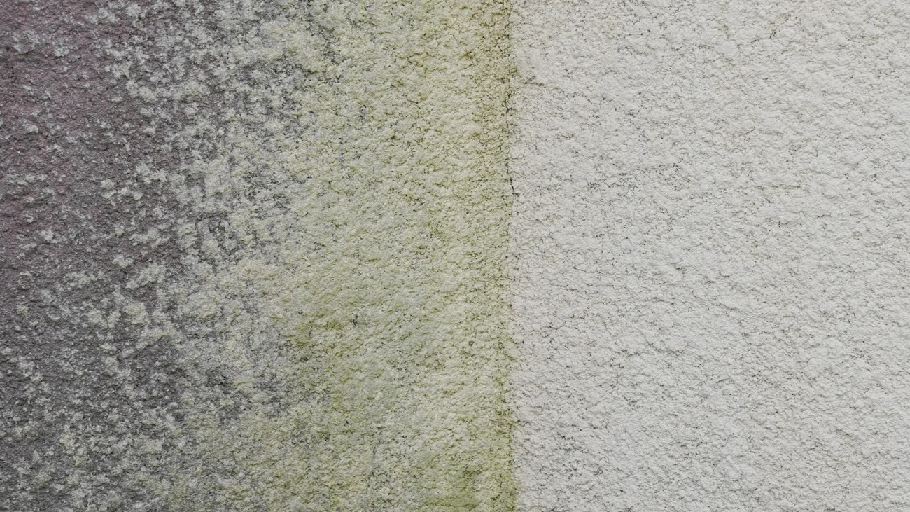 Verputzte Fassade in Nahaufnahme, links mit Algen und Grünbelag, rechts gereinigt